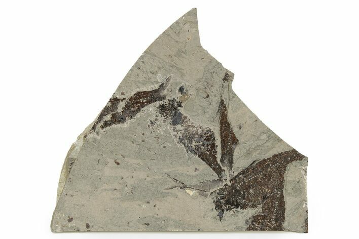 Fossil Fish (Diplomystus & Knightia) Mortality Plate - Wyoming #257109